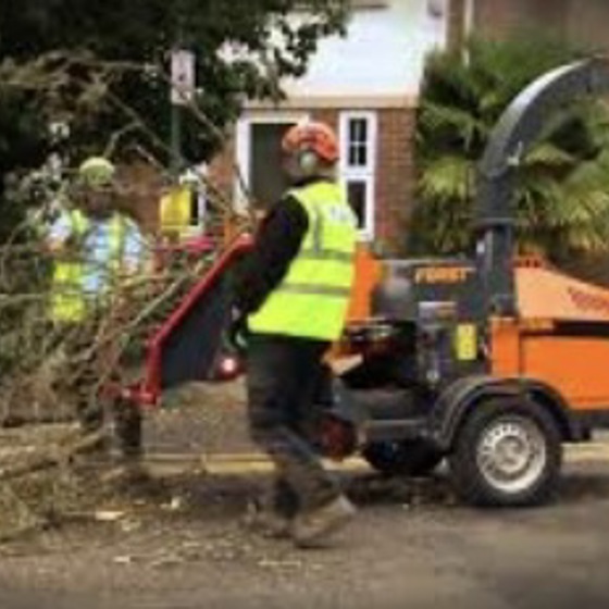 Forestry & Arboriculture Image